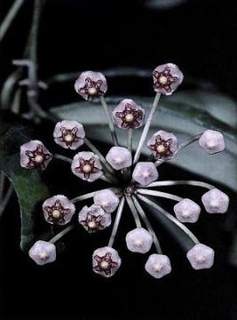 Image of an umbel of purple flowers in the genus Hoya.