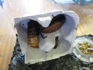 hissing cockroaches