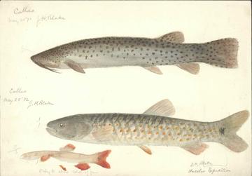 watercolor painting of three gray and red spotted callao fish signed J.H. Blake, Hassler expedition