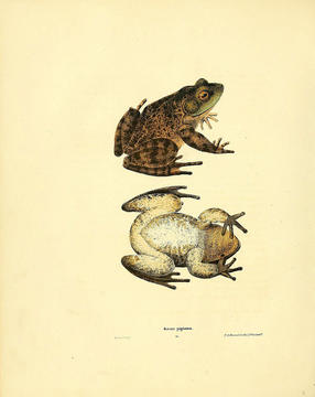 Leopard frog from Holbrook's North American Herpetology