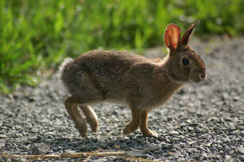New England Cottontail