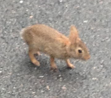 nwlabsrabbit.jpg