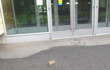 nwlabsrabbit2-1024x650.jpg