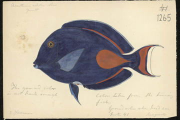 Color illustration of Acanthurus achilles