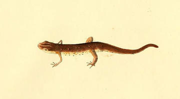 Salamandra symmetrica