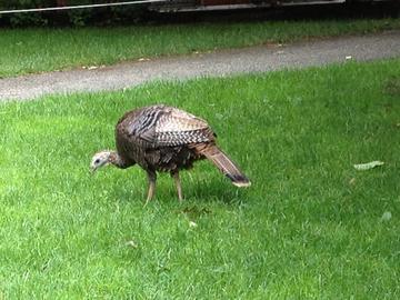 foraging hen