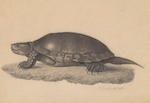 turtle.png