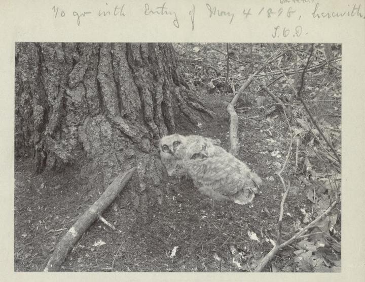 Two immature Great Horned Owls on ground by tree.