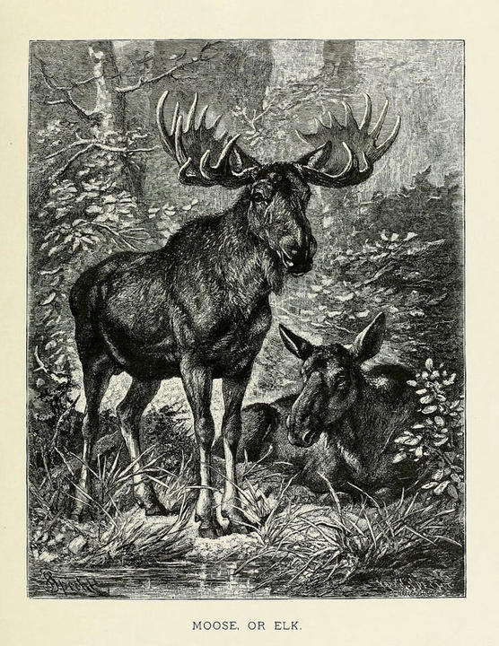 A black and white illustration of two moose, a male with antlers standing in front of a female.