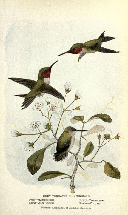 Illustration of three humming birds feeding from white flowers.