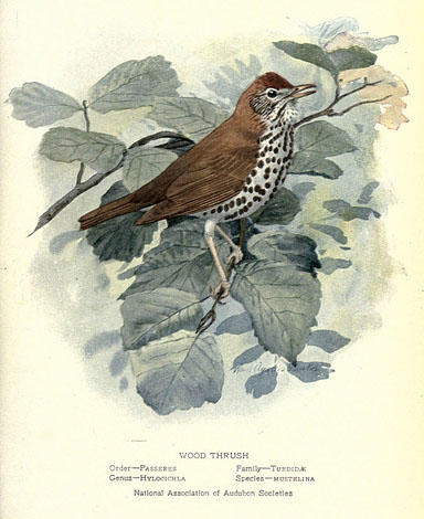 Painted illustration of a Wood Thrush, a small brown songbird with a spotted underside.