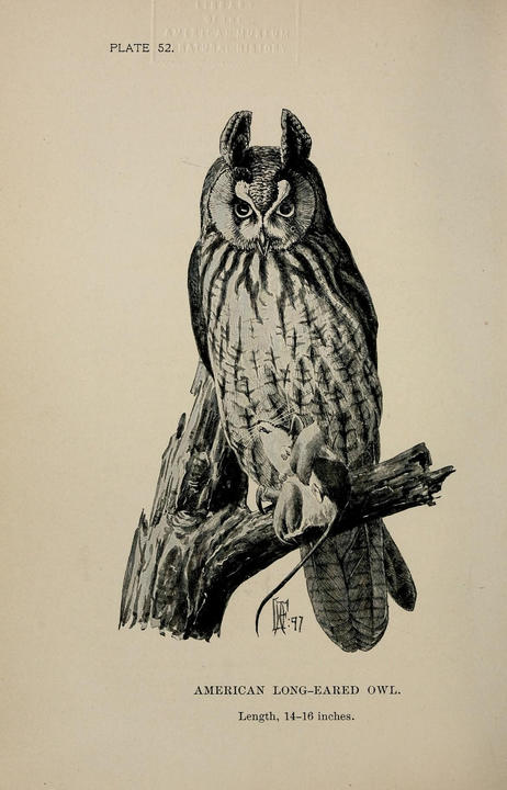 A black and white illustration of an American Long-eared Owl. The owl has two long feather tufts that are raised, resembling ears.
