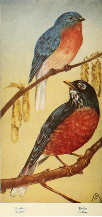 amrobin_fieldbookofwildb00math_0436.jpg
