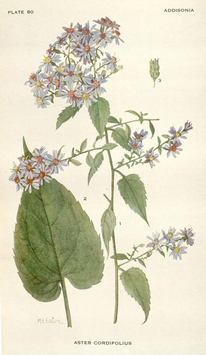 Illustration of an aster plant, with daisy-shaped blue flowers.