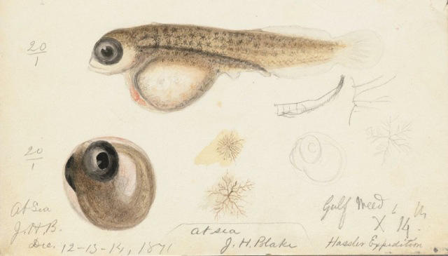 Blake Sargasso Sea sketches