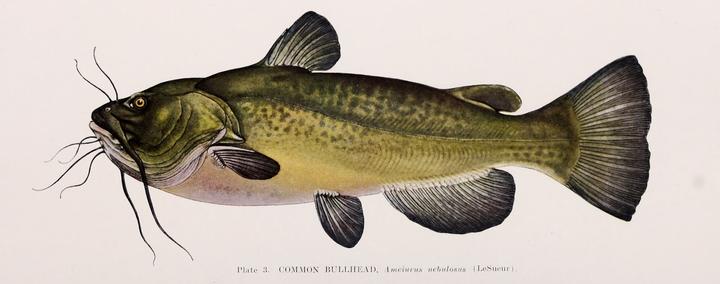 Bullhead