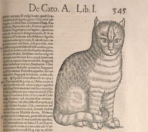 cat engraving from 1551