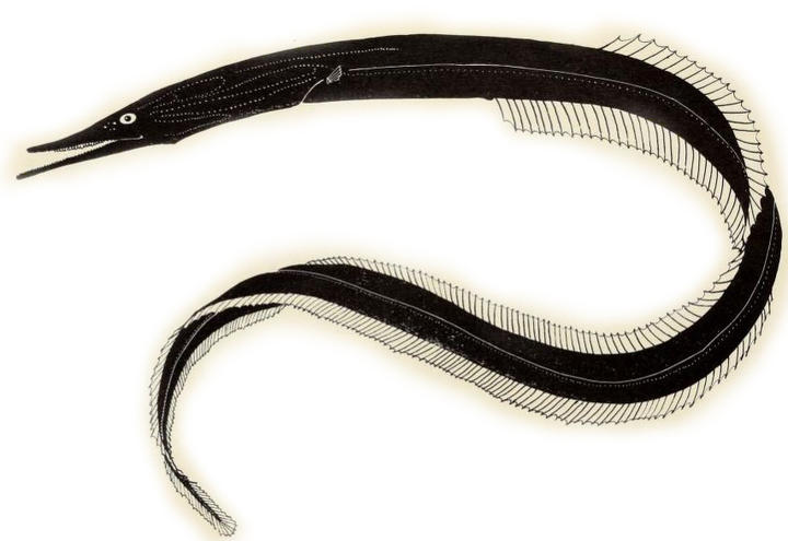Black Saw-toothed Eel