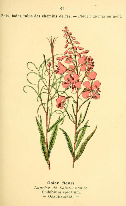 Illustration of a fireweed plant, which has pink flowers.