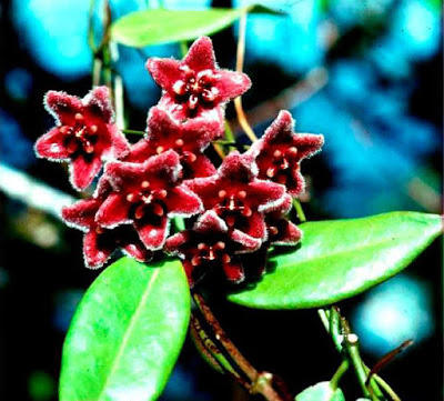 Photograph of red flowers, in the genus Hoya.