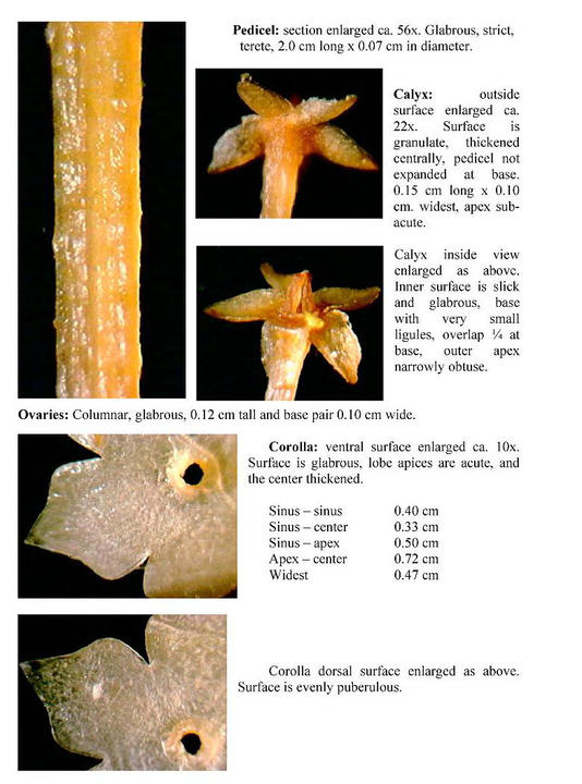 Image of a page from Hoya New which shows different parts of the plant.