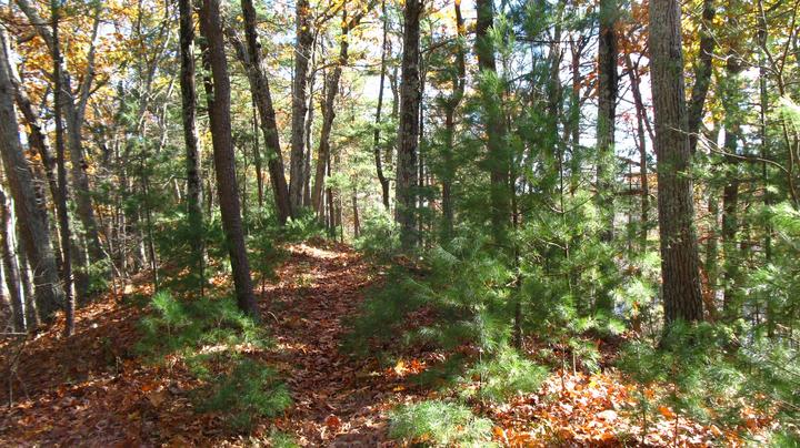 Trail along ridge of Dakins Hill.