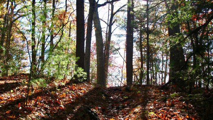 Trail along ridge of Dakins Hill.
