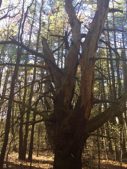 Large old trees.