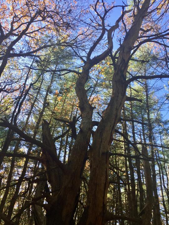 Large old trees.