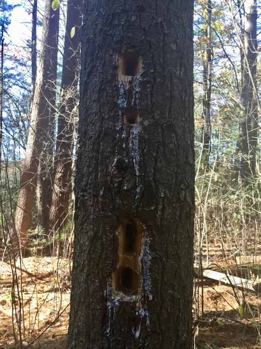 Tree with rectangular holes made by Pileated Woodpecker.
