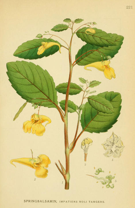 Illustration of jewel weed, a plant with yellow or orange flowers.