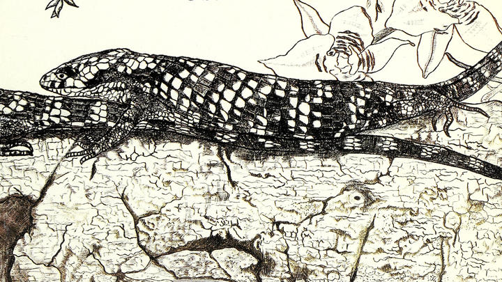 Herpetofauna mexicana
