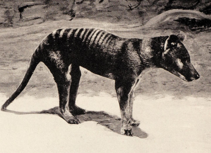 Tasmanian Wolf