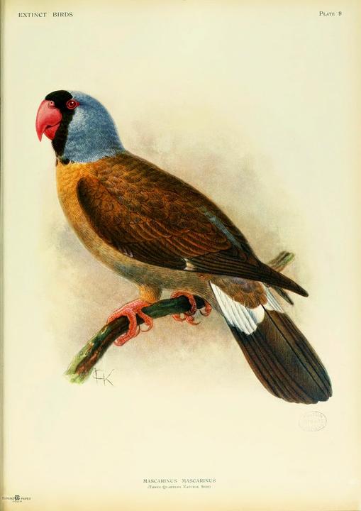 mascareneparrot.jpg