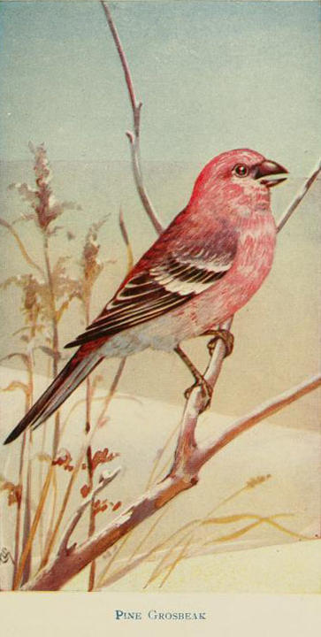 pgrosbeak_fieldbookofwildb00math_0391.jpg