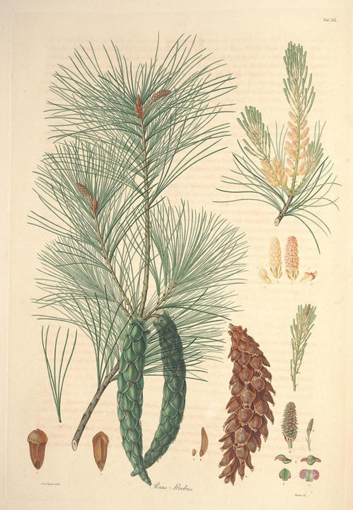 An illustration of the leaves and pine needles of the White Pine (Pinus strobus).