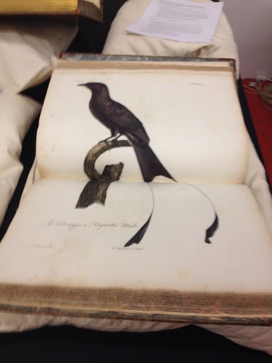 rarebooksmel1-768x1024.jpg
