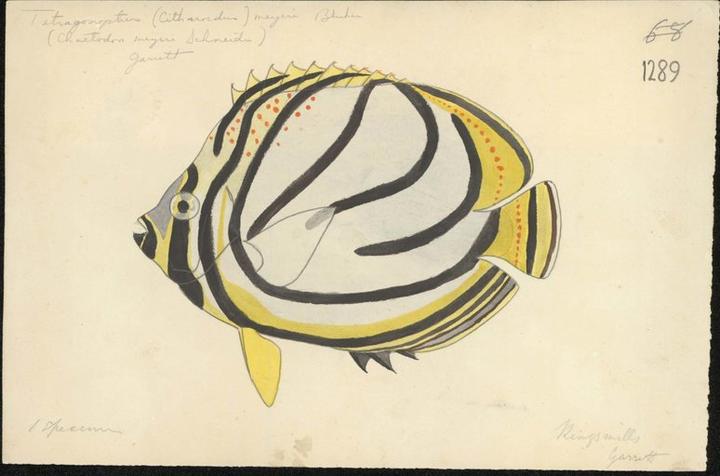 Color illustration of Chaetodon meyeri