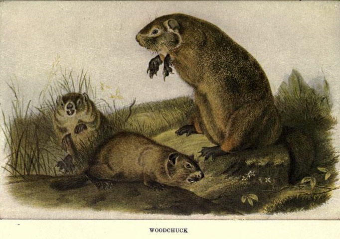 Illustration from ‘Squirrels and other fur-bearers’ by  by John Burroughs. Boston; Houghton Mifflin company, 1909.