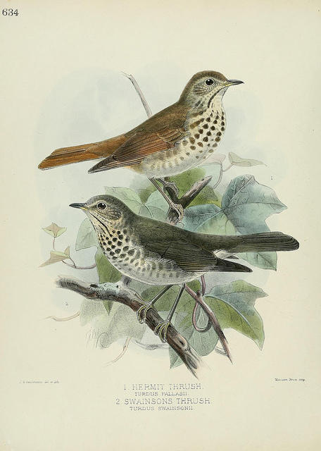 Painted illustration of two birds, a Hermit Thrush and a Swainson's Thrush.
