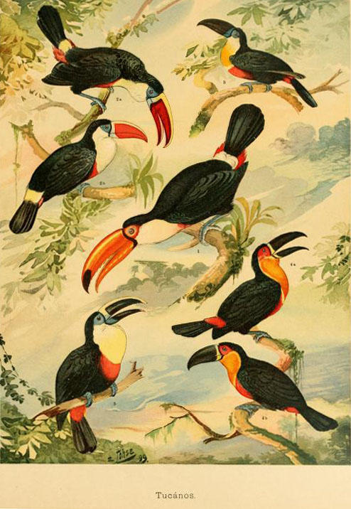 toucanalbumdeavesamazo00gl_0093.jpg