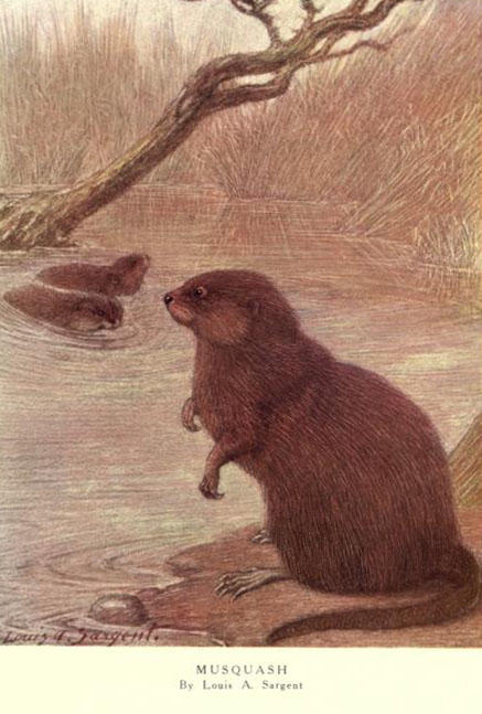 Illustration from ‘The wild beasts of the world’ by Frank Finn. London: T. C. & E. C. Jack, [1909?].