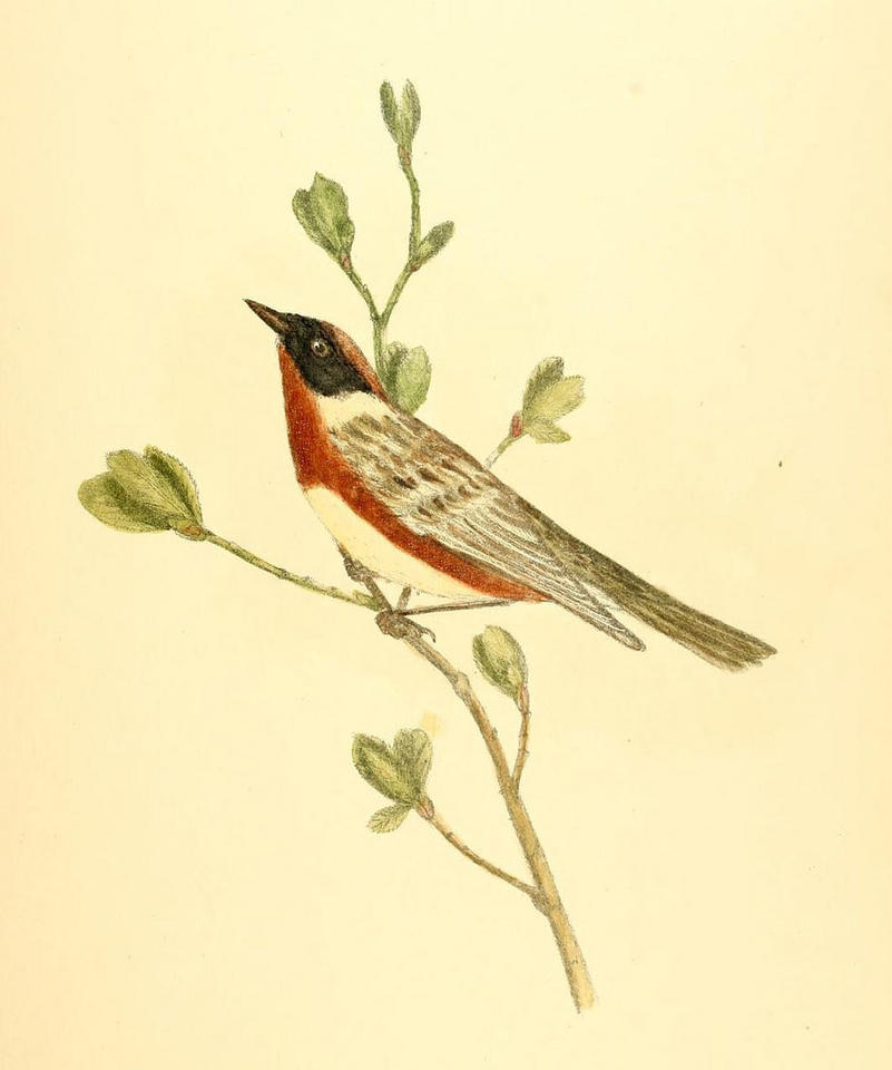 Illustration of a bay-breasted warbler, a small bird with chestnut-brown sides, light wings, and a black face 'mask'.