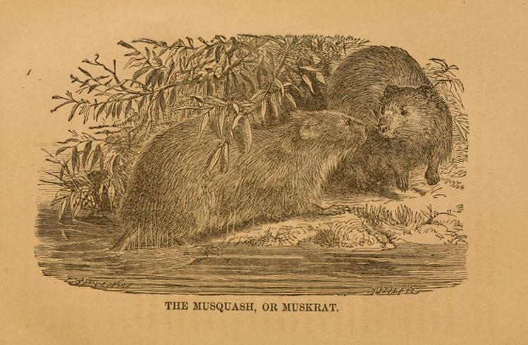 Illustration from ‘Natural history of western wild animals and guide for hunters, trappers, and sportsmen’ by David W. Cartright and Mary F. Bailey. Toledo, Ohio, Blade Printing & Paper Company, 1875.