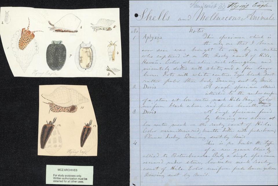 hand drawn shell illustrations with species notes