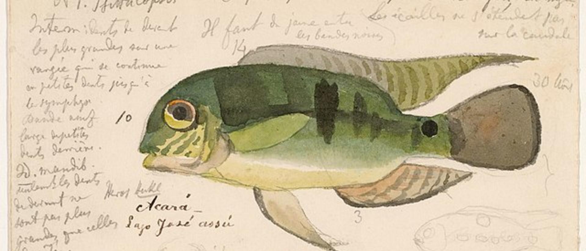 watercolor sketch of a green Cichlid